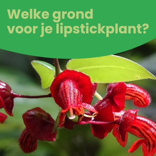 lipstickplant grond