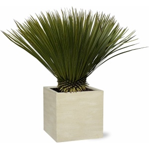 MaatShopXL | Yucca Rostrata - 90Cm- Ø30