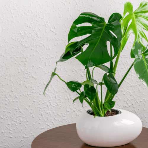 Monstera, een plant die veel water nodig heeft