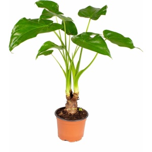 Olifantsoor - Alocasia 'Cucullata' op stam - Pot 12 cm - Hoogte 50 cm