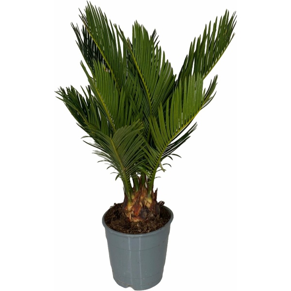 Outletplant - Kamerplant - Cycas Revoluta - Palm - Pot 12cm - Hoogte 40cm