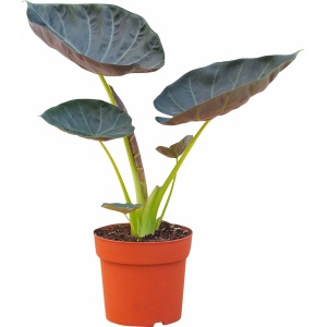 PLNTS - Alocasia Regal Shield (Olifantsoor) - Kamerplant - Kweekpot 17 cm - Hoogte 55 cm