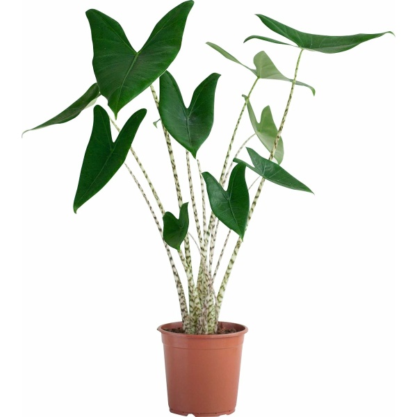 PLNTS - Alocasia Zebrina (Olifantsoor) - Kamerplant Zebraplant - Kweekpot 19 cm - Hoogte 75 cm