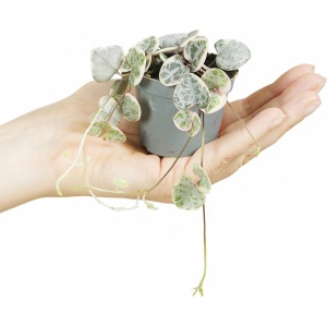 PLNTS - Baby Ceropegia Woodii Variegata - Kamerplant - Kweekpot 6 cm - Hoogte 10 cm