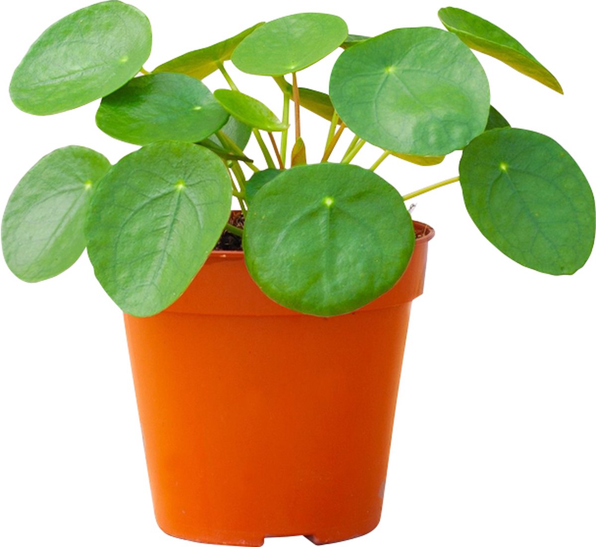 PLNTS - Pilea Peperomioides Pannenkoekenplant (Pannenkoekenplant) - Kamerplant - Kweekpot 12 cm - Hoogte 20 cm