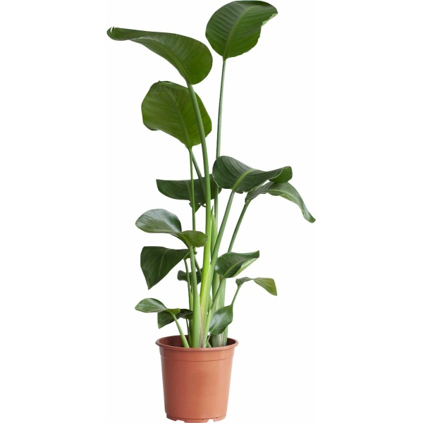 PLNTS - Strelitzia Nicolai (Paradijsvogel plant) - Kamerplant - Kweekpot 21 cm - Hoogte 85 cm