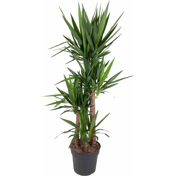 Palmlelie - Yucca Elephantipe XL hoogte 180cm potmaat 34cm