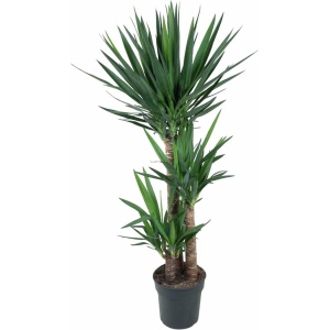 Palmlelie - Yucca Elephantipe hoogte 140cm potmaat 27cm