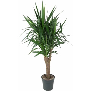 Palmlelie - Yucca Elephantipe vertakt hoogte 150cm potmaat 31cm