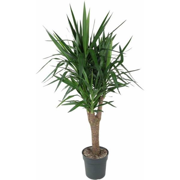 Palmlelie - Yucca Elephantipe vertakt hoogte 150cm potmaat 31cm