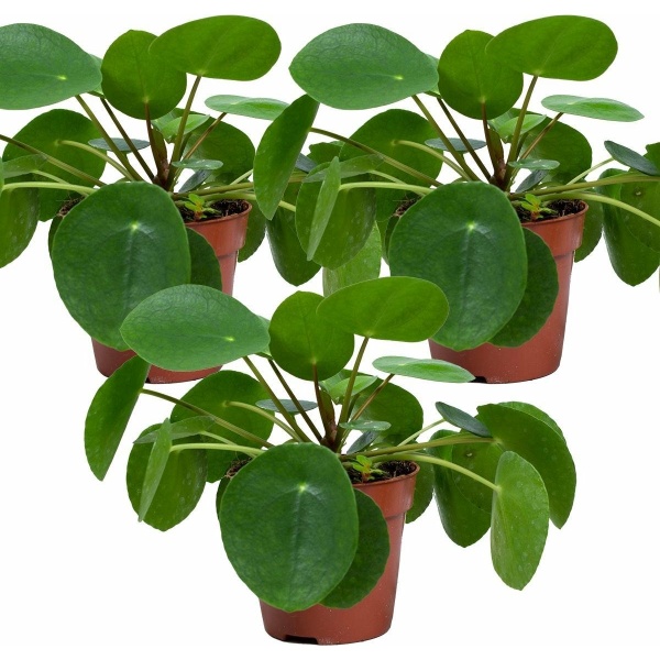 Pannenkoekplant | Pilea 'Peperomioides' voor 3 stuks - Kamerplant in kwekerspot ⌀12 cm - ↕10-15 cm