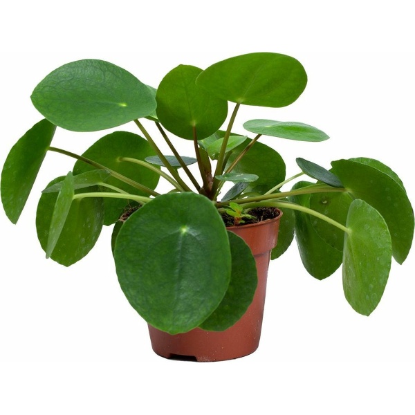 Pilea 'Peperomioides' - Pannenkoekplant - Kamerplant - Groene plant voor binnen - ⌀12 cm - 10-15 cm