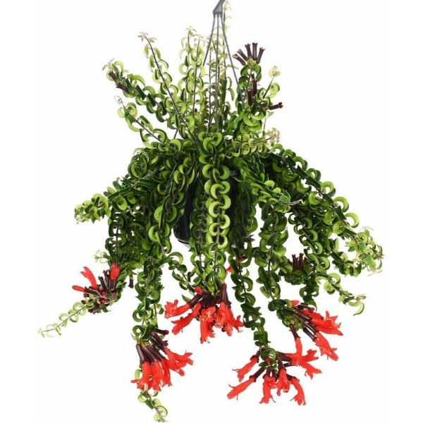 Plant in a Box - Aeschynantus Twister - Lipstickplant - Groene hangplant - Pot 15cm - Hoogte 20-30cm