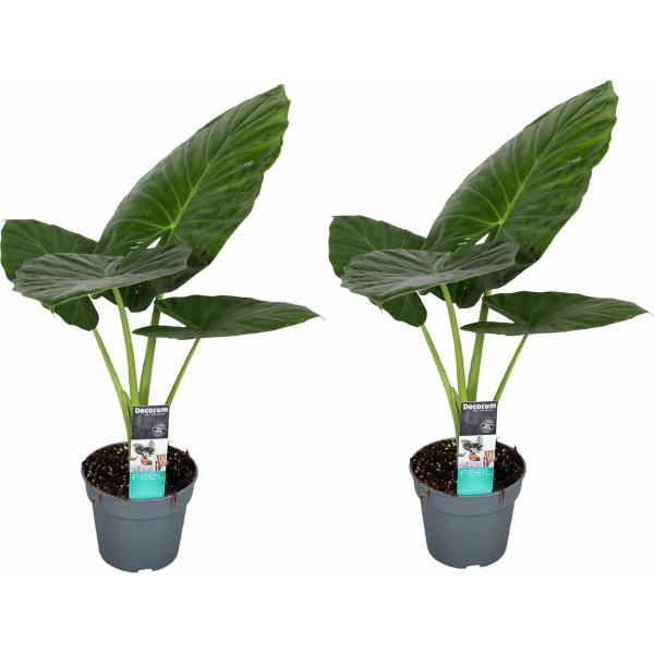 Plant in a Box - Alocasia Odora - Set van 2 - Groene kamerplant met grote groene bladeren - Pot 17cm - Hoogte 55-75cm