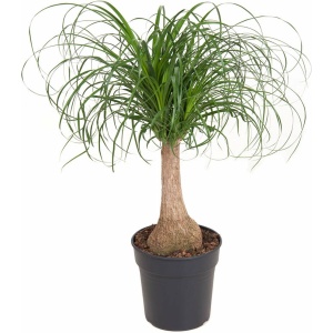 Plant in a Box - Beaucarnea recurvata - Bijzondere kamerplant met robuuste stam - Olifantspoot - Pot 21cm - Hoogte 60-70cm