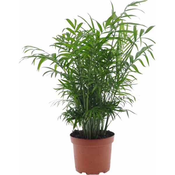 Plant in a Box - Chamaedorea elegans - Mexicaanse dwergpalm - Compact groeiende groene palm - Pot 17cm - Hoogte 50-60cm