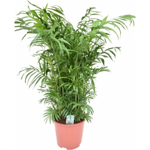 Plant in a Box - Chamaedorea elegans - Mexicaanse dwergpalm - Compact groeiende groene palm - Pot 20cm - Hoogte 80-90cm