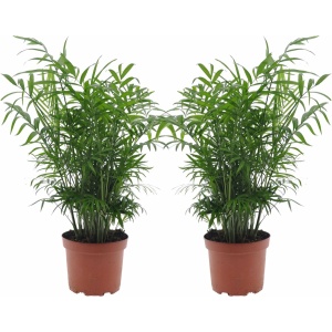 Plant in a Box - Chamaedorea elegans - Mexicaanse dwergpalm - Compact groeiende groene palm - Set van 2 -Pot 17cm - Hoogte 50-60cm