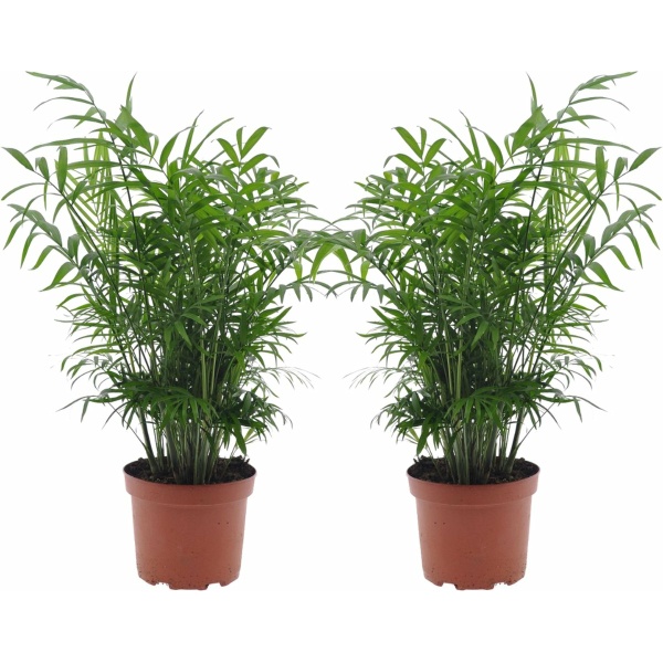 Plant in a Box - Chamaedorea elegans - Mexicaanse dwergpalm - Compact groeiende groene palm - Set van 2 -Pot 17cm - Hoogte 50-60cm