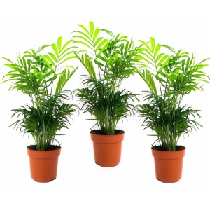 Plant in a Box - Chamaedorea elegans - Set van 3 - Kamerplanten - Dwergpalmen - Top 12cm - Hoogte 30-40cm