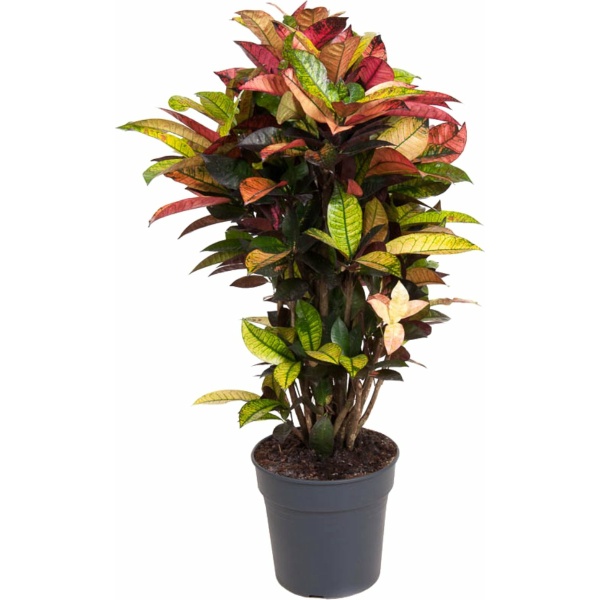 Plant in a Box - Codiaeum variegatum 'Mrs. Iceton' - Unieke kamerplant - Veranderd langzaam van kleur - Pot 27cm - Hoogte 110-120cm