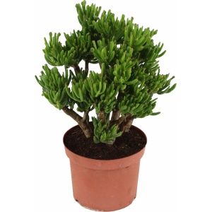 Plant in a Box - Crassula ovata Hobbit - Vetplant - Kamerplant - Pot 23cm - Hoogte 45-50cm