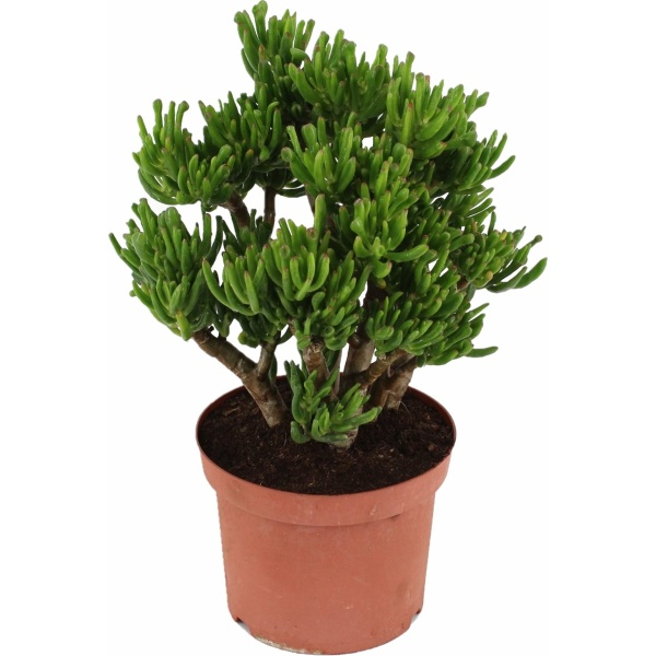 Plant in a Box - Crassula ovata Hobbit - Vetplant - Kamerplant - Pot 23cm - Hoogte 45-50cm