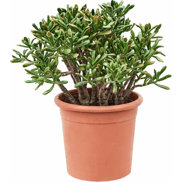 Plant in a Box - Crassula ovata Hobbit - Vetplant - Kamerplant - Pot 30cm - Hoogte 55-60cm