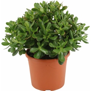 Plant in a Box - Crassula ovata Minor - Vetplant - Kamerplant - Pot 17cm - Hoogte 30-35cm