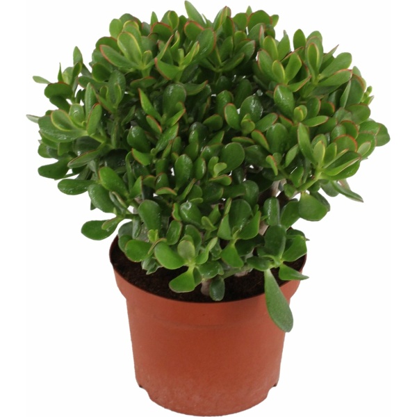 Plant in a Box - Crassula ovata Minor - Vetplant - Kamerplant - Pot 23cm - Hoogte 45-50cm