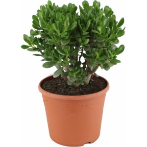 Plant in a Box - Crassula ovata Minor - Vetplant - Kamerplant - Pot 30cm - Hoogte 60-65cm