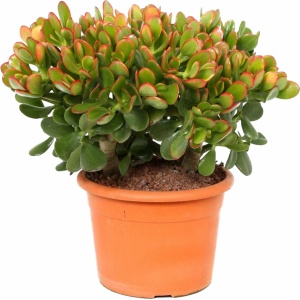 Plant in a Box - Crassula ovata Sunset - Vetplant - Kamerplant - Pot 17cm - Hoogte 30-35cm