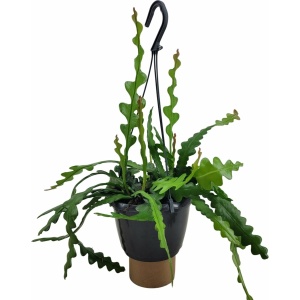 Plant in a Box - Epiphyllum Anguliger - Zaagcactus - Succulent hangplant - Bloeiende Cactus - Pot 15cm - Hoogte 30-40cm