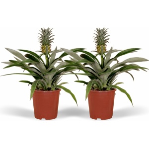Plantenboetiek.nl | Bromelia - Ananasplant | 2 stuks - Ø 15cm - Hoogte 30cm