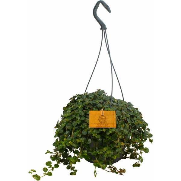 Plantenboetiek.nl | Pilea Depressa - Kamerplant - Hoogte 25cm - Potmaat 15cm