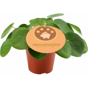 Plantenboetiek.nl | Pilea Peperomioides - Kamerplant - Hoogte 20cm - Potmaat 12cm