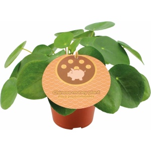 Plantenboetiek.nl | Pilea Peperomioides - Kamerplant - Hoogte 20cm - Potmaat 12cm