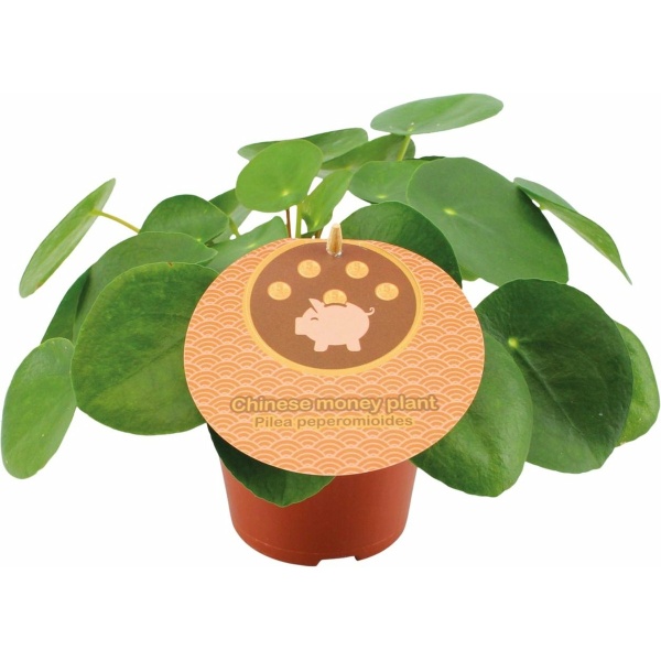 Plantenboetiek.nl | Pilea Peperomioides - Kamerplant - Hoogte 20cm - Potmaat 12cm