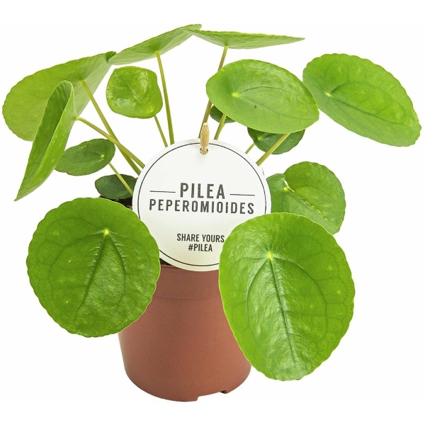 Plantenboetiek.nl | Pilea Peperomioides - Kamerplant - Hoogte 20cm - Potmaat 13cm