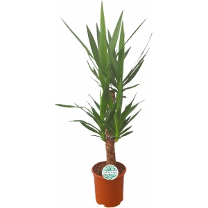 Plantenboetiek.nl | Yucca - Kamerplant - Hoogte 90cm - Potmaat 21cm