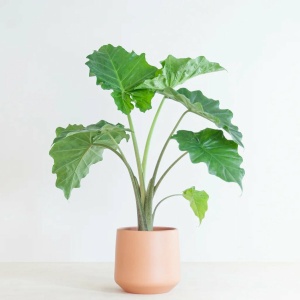 Plantje.nl - Alocasia Portadora - P21 - Woonkamerplanten