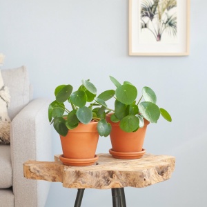 Plantje.nl - Pilea Peperomioides Duo - P12 - Woonkamerplanten