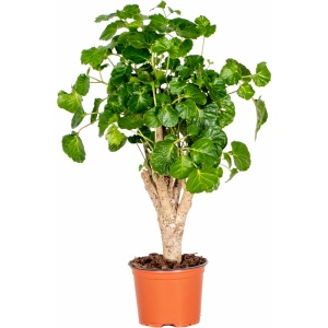 Polyscias Green Lemon - Aralia - Kamerplant - Bijzonder - ⌀12 cm - ↕ 30-40 cm