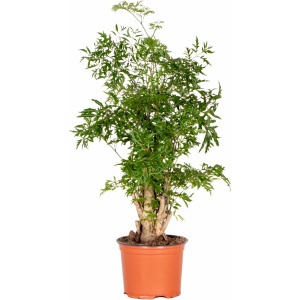 Polyscias Ming - Aralia - Kamerplant - Bijzonder - ⌀12 cm - ↕ 30-40 cm