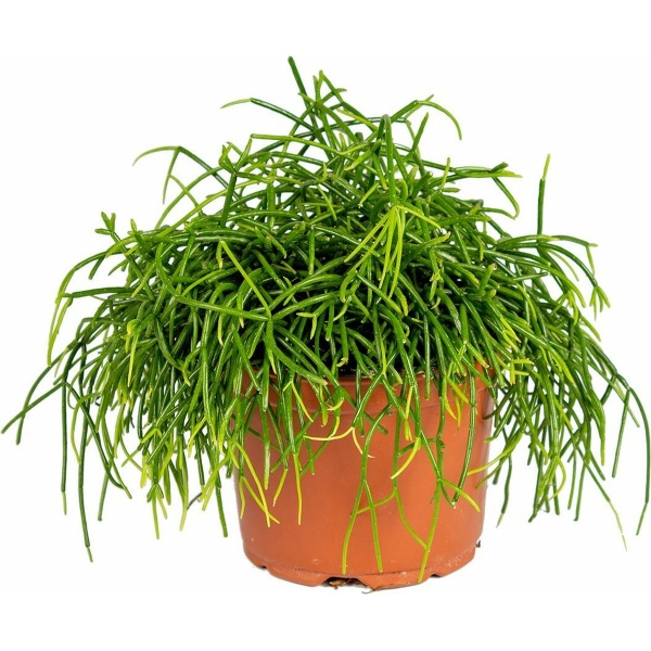 Rhipsalis baccifera 'Oasis' | Koraalcactus - Kamerplant in kwekerspot ⌀10,5 cm - 10-15cm