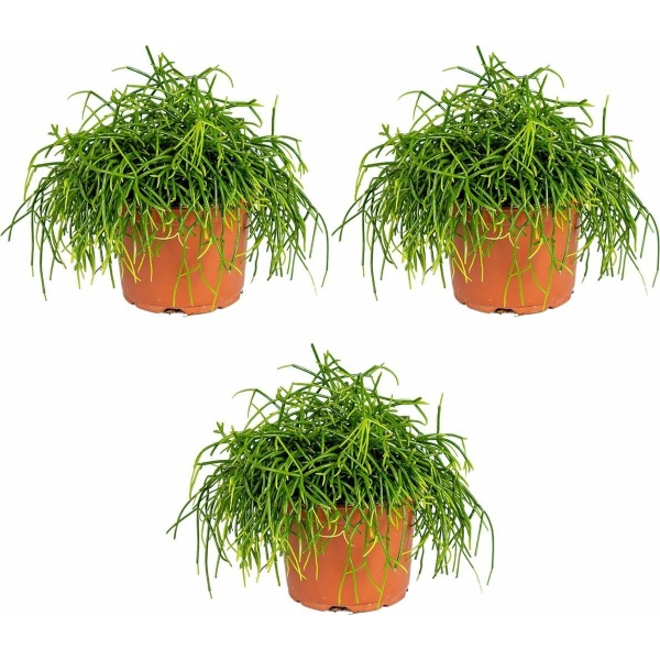 Rhipsalis baccifera 'Oasis' | Koraalcactus per 3 stuks - Kamerplant in kweekpot ⌀10,5 cm - 10-15 cm