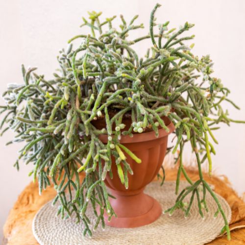 rhipsalis bladverlies