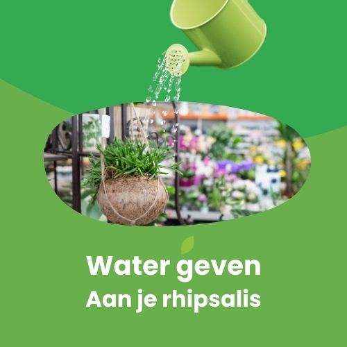 rhipsalis water geven