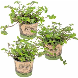 Schildpad plant - Calissia Repens per 3 stuks | PetFriendly - Kamerplant ⌀12 cm - ↕20 cm