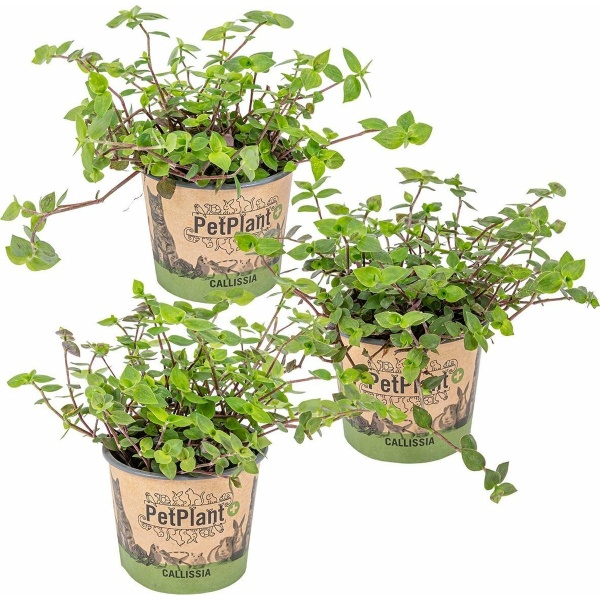 Schildpad plant - Calissia Repens per 3 stuks | PetFriendly - Kamerplant ⌀12 cm - ↕20 cm